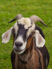 Close-up portrait of goat