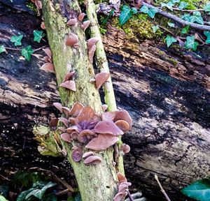 Close-up of tree trunk