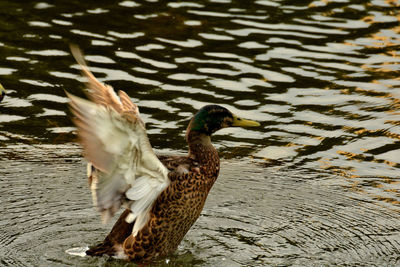 Side view of mallard duck flapping wings in lake