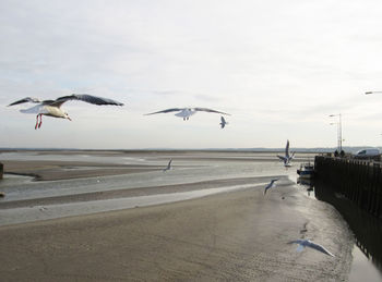 Seagulls flying over beach against sky