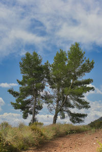 Low angle view of trees on field against sky