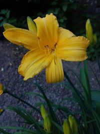 Close-up of yellow flowering plant