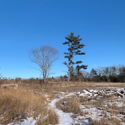 Trees on field against clear blue sky