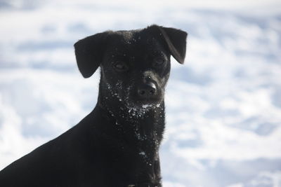 Portrait of dog in snow