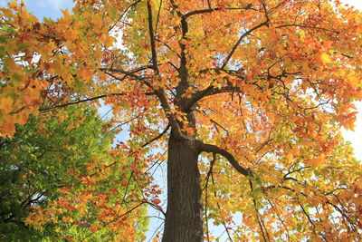 Low angle view of maple tree