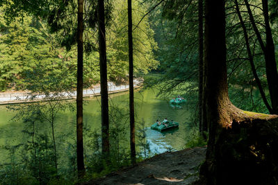 Scenic view of river amidst trees in forest