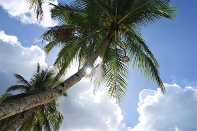 Low angle view of tree against sky