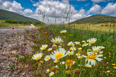 View of flowering plants on field against sky