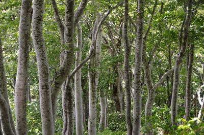 Full frame shot of bamboo trees in forest