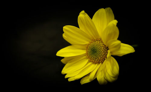 Close-up of fresh sunflower blooming against black background