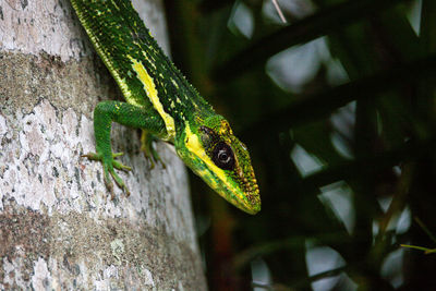 Cuban knight anole anolis equestris displays its dewlap as it perches on a palm tree 