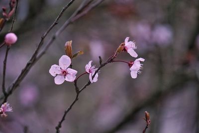 Close-up of pink cherry blossoms in spring