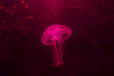 Red jellyfish dansing in the dark ocean water