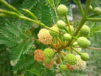 Close-up of plant growing on tree