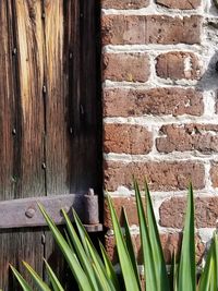 Close-up of plant against brick wall