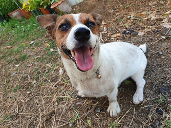 High angle portrait of a dog on field