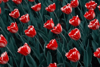 Close-up of poppies blooming in park