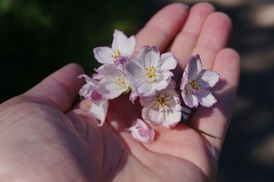 Close-up of hand holding cherry blossom