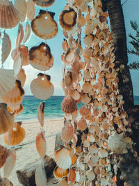 Close-up of shells on plant by sea