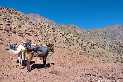 Mule with heavy load in high atlas mountains in morocco