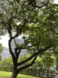 Low angle view of tree in park