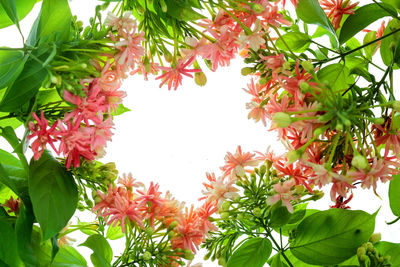 Low angle view of flowering plant against trees