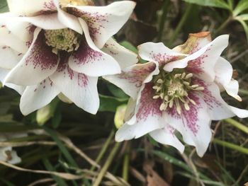 Close-up of white flowering plant