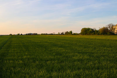 Scenic view of field against sky during sunset