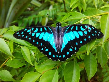 Butterfly on leaf