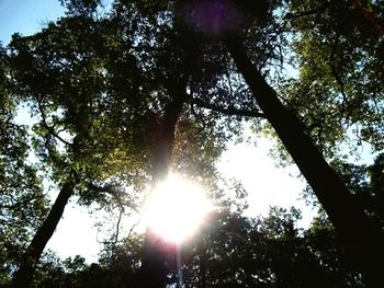 Low angle view of trees