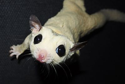 Close-up portrait of a cat