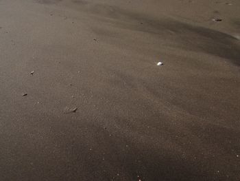 Lizard on sand at beach