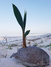Plant growing on beach against clear sky