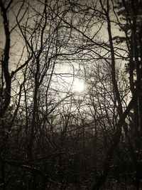 Silhouette bare trees against sky