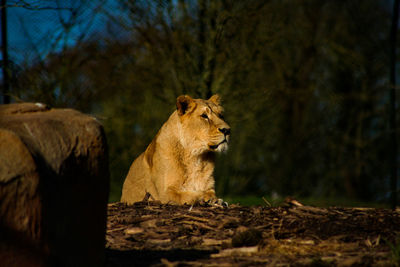 View of a cat looking away