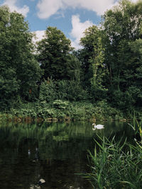 Scenic view of lake by trees in forest against sky