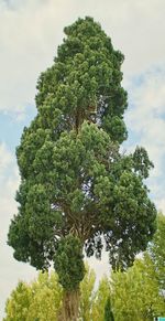 Low angle view of trees against sky