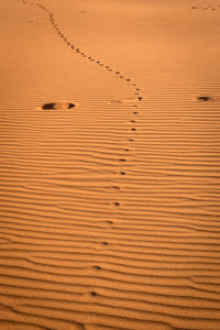 High angle view of a bird on sand