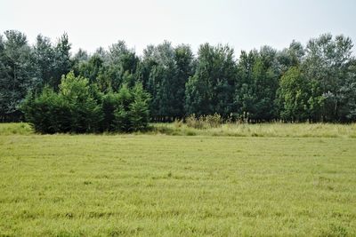 Trees on grassy field