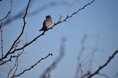 Low angle view of bird perching on twig