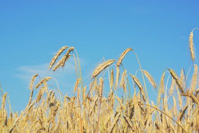 Low angle view of wheat field against clear blue sky