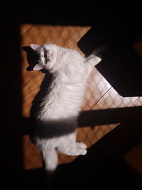 High angle view of cat on hardwood floor