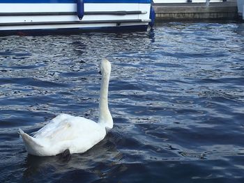 Swan swimming in lake