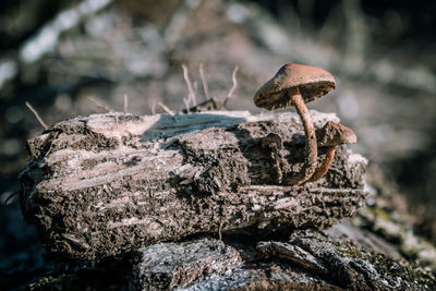 Close-up of mushroom growing on damaged wood