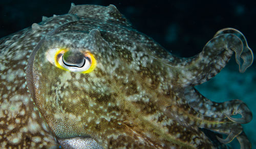 Close-up of cuttlefish swimming in sea