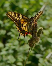 Close-up of butterfly pollinating on flower