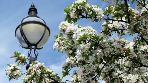 Low angle view of flower tree against clear sky