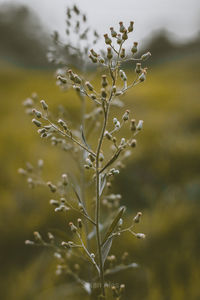 Close-up of flowering plant on field