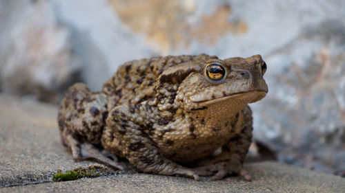 Close-up of lizard