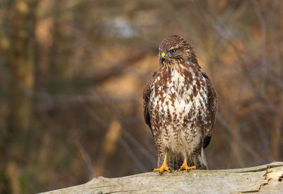 Imposing buzzard sitting on old tree trunk in forest clearing